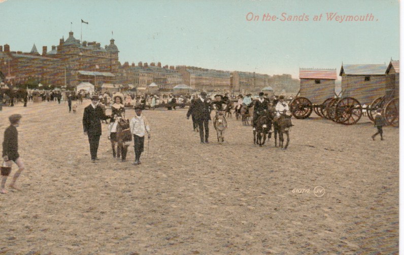 donkeys on the beach