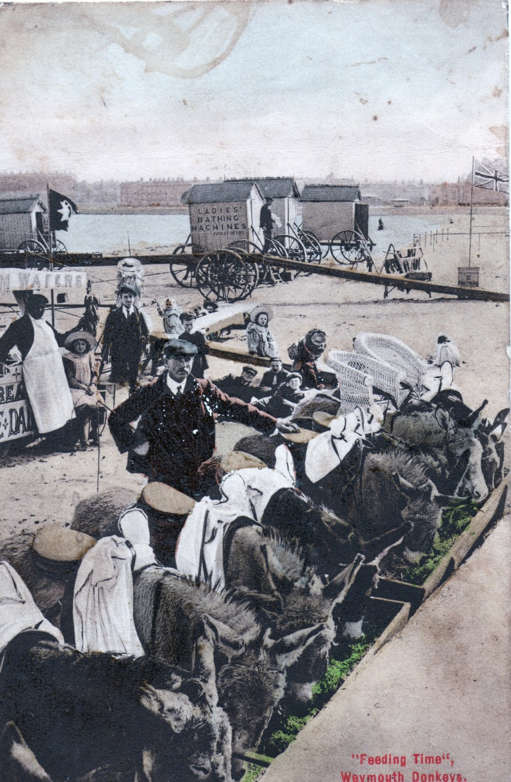 donkeys weymouth