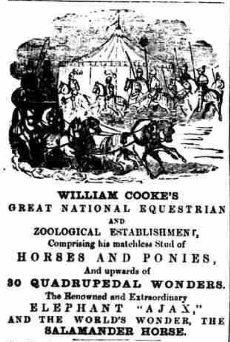 William Cooks circus Ajax and Salamander warhorse