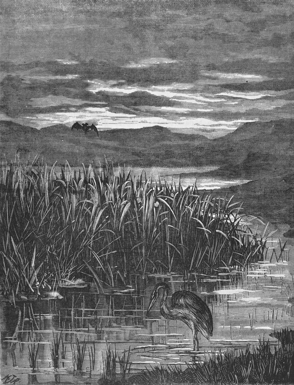 heron backwater quiver 1877