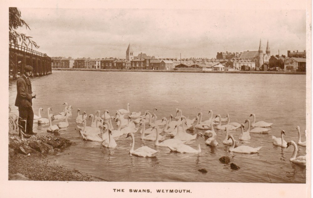 postcard-swannery-early
